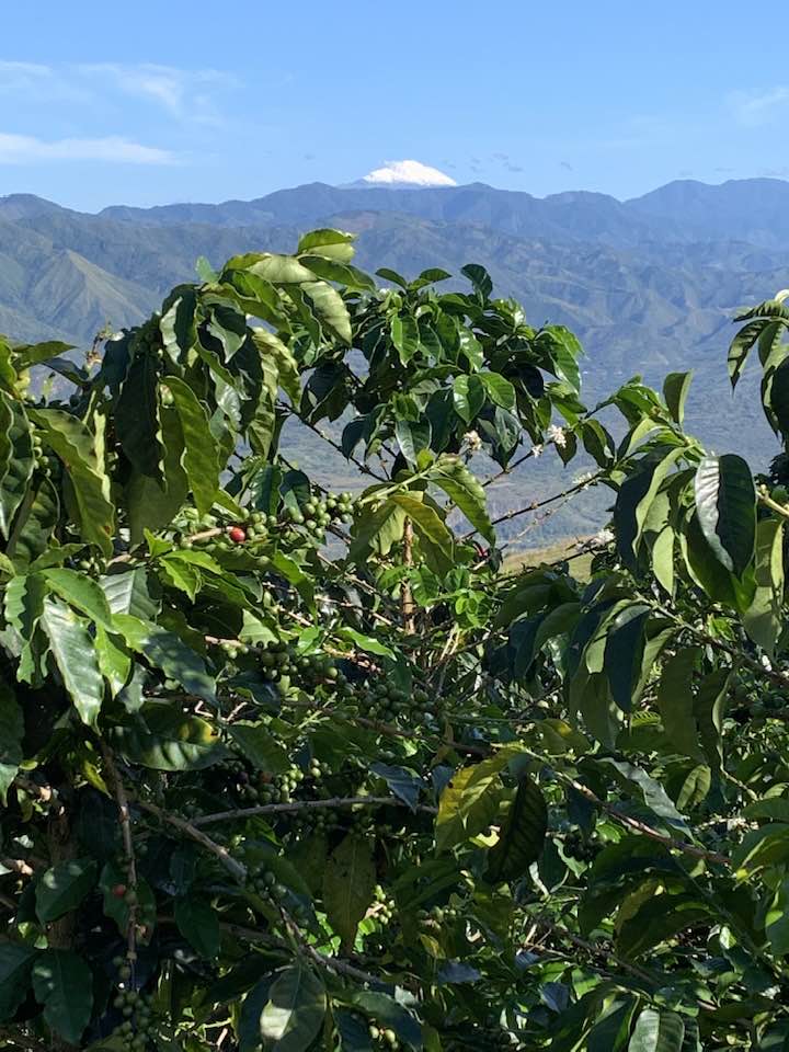 Finca Agroturística La María. Experiencia cafetera