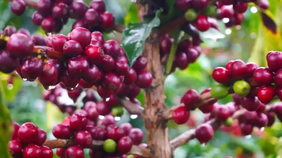 Eje Cafetero vs. Huila: ¿Dónde vivir la Mejor Experiencia Cafetera en Colombia?