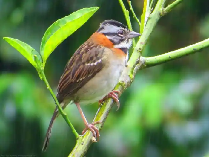 Avistamiento de Aves en la Cordillera Central: El Tesoro Alado de La María