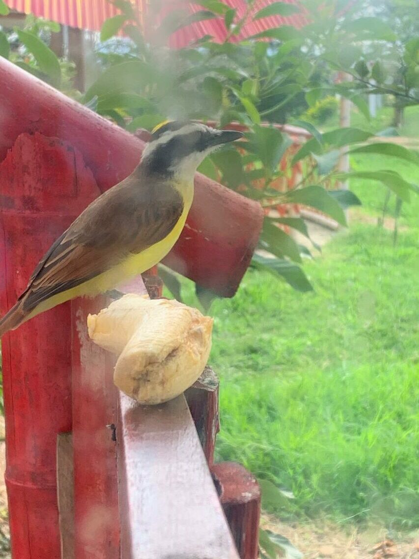 Finca Agroturística La María. Avistamiento de aves