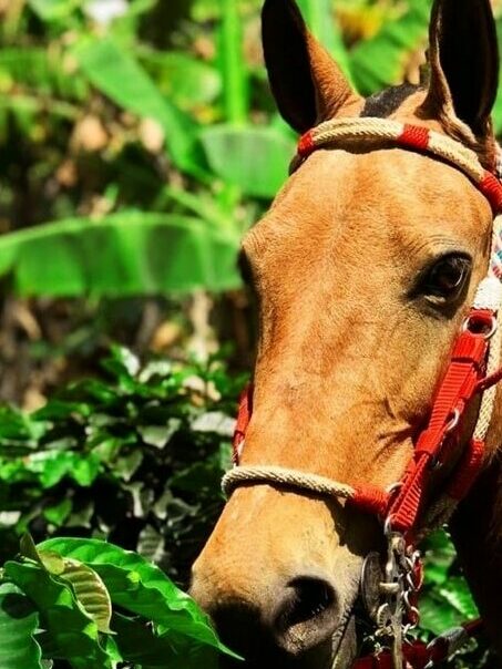 Finca Agroturística La María. Paseo a caballo