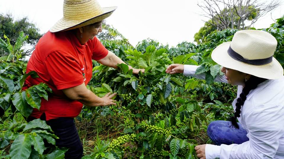 Finca Agroturística La María. Planta de café. Recolección